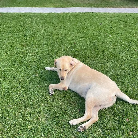 Belka Golf Delux Poolside 아파트 *